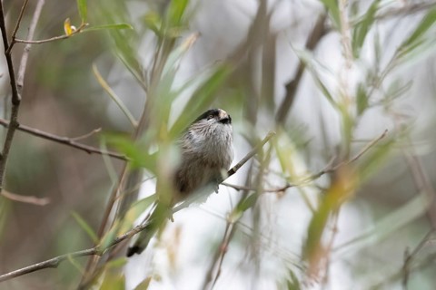 A Long-tailed Tit, Aegithalos caudatus, perches among slender branches and soft green foliage. This
