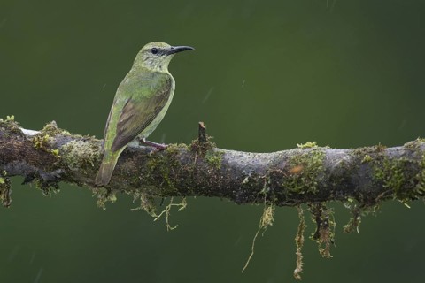 Red-legged Honeycreeper (Cyanerpes cyaneus) female, Costa Rica