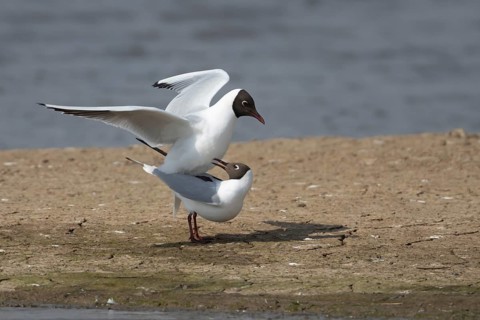 Black headed gull (Chroicocephalus ridibundus) two adult seagull birds mating on an island in