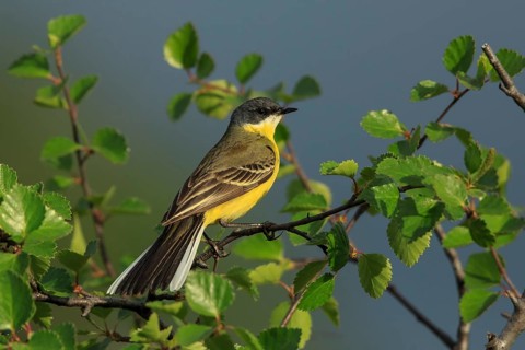 Western Yellow Wagtail (Motacilla flava thunbergi) male, Dalarna, Schweden