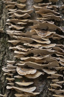 Butterfly tramete (Trametes versicolor), many fruiting bodies on a dead birch (Betula), Lower