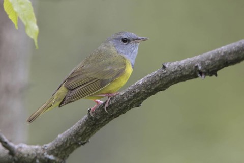 Mourning Warbler (Geothlypis philadelphia) male, West Virginia, USA