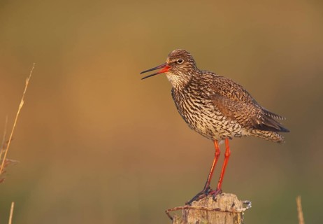 Common Redshank (Tringa totanus) calling, Schleswig-Holstein, Germany