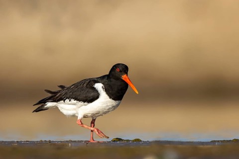 Eurasian Oystercatcher (Haematopus ostralegus) female, North Rhine-Westphalia, Germany
