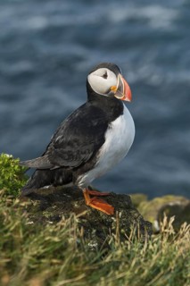 Atlantic Puffin (Fratercula arctica) on cliff, Iceland
