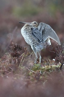 Great Snipe (Gallinago media) flapping wings, Buskerud, Norway