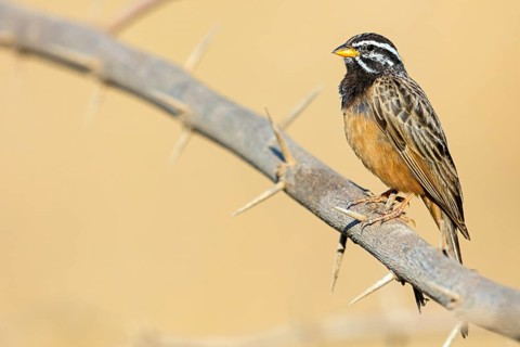 Mountain bunting, (Emberiza tahapis), African bunting species, Ayn Tobroq and Ayn Athum junction,