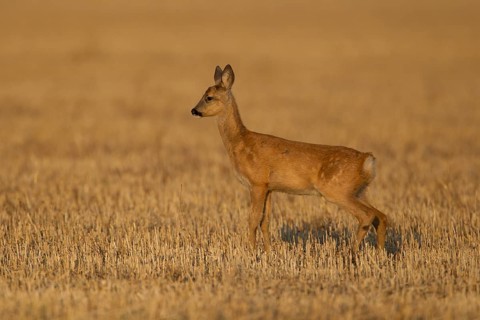 Roe deer (Capreolus capreolus) juvenile baby fawn animal in a farmland stubble field in summer,