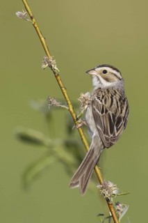 Clay-colored Sparrow (Spizella pallida), Michigan, USA