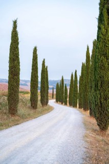 Typical Tuscan landscape in Crete Senesi with hills, trees, fields, cypresses and farm road in
