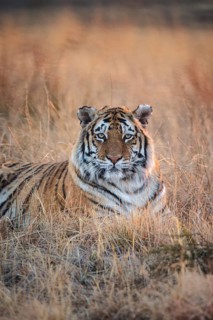 Bengal Tiger (Panthera tigris) adult portrait in morning light, captive, Philippolis, South Africa
