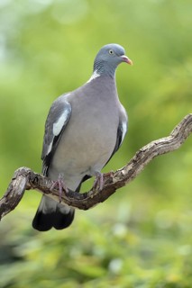 Common Wood Pigeon (Columba palumbus), Lower Saxony, Germany