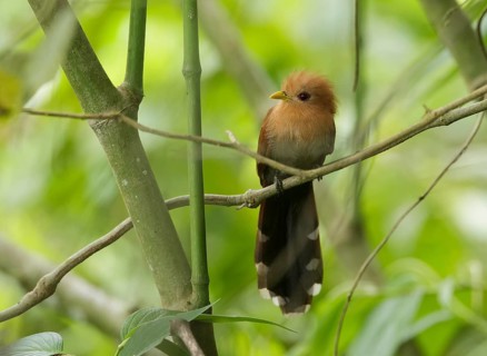 Little Cuckoo (Coccycua minuta) perched on a twig, Manabi, Ecuador