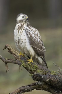 Common Buzzard (Buteo buteo), Saxony, Germany