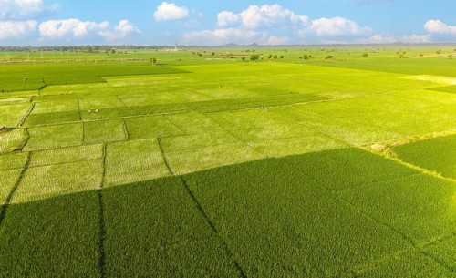 An aerial view shows patchwork green paddy fields stretching across the countryside under a clear