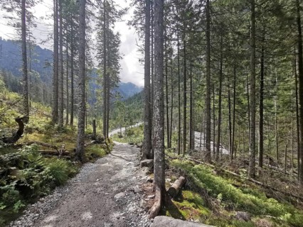 Sunny forest trail snakes through tall trees, Zakopane, hiking in the High Tatras National Park,