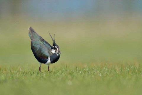 Northern Lapwing (Vanellus vanellus), Texel, Netherlands