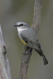 Western Yellow Robin (Eopsaltria griseogularis), South Australia, Australia