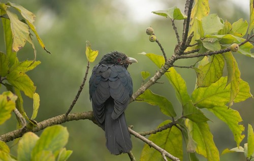 A male Asian koel (Eudynamys scolopaceus) on a tree branch, Sreepur, Gazipur, Bangladesh