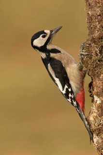 Great Spotted Woodpecker (Dendrocopos major) female climbing tree trunk, Bavaria, Germany