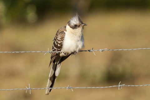 Great Spotted Cuckoo (Clamator glandarius), Portugal