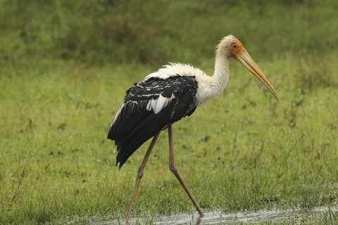 Painted Stork (Mycteria leucocephala), Sri Lanka
