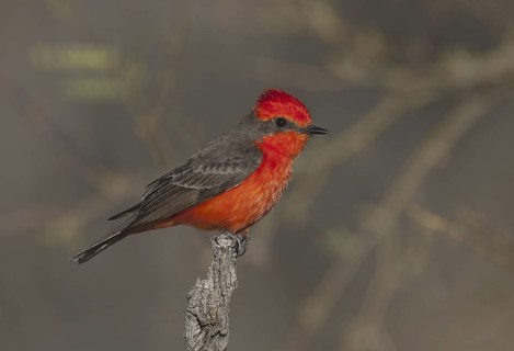 Vermilion Flycatcher (Pyrocephalus rubinus), Arizona, USA