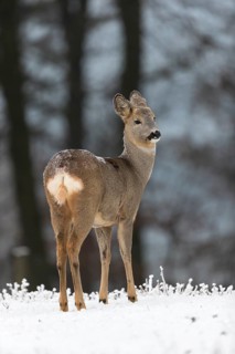Roe deer standing in hoar frosted dead stinging nettle at minus 15 °C. Trees in background