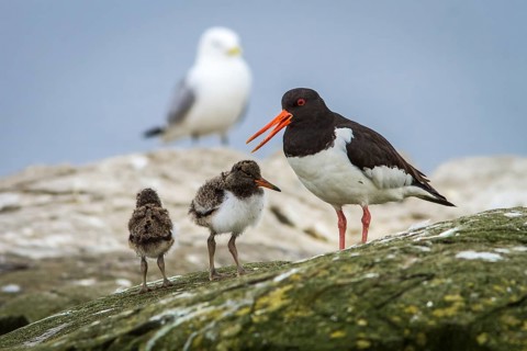 Eurasian Oystercatcher (Haematopus ostralegus) adult and chick, Farne Islands, United Kingdom