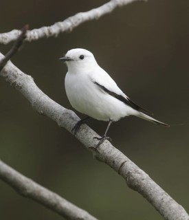 White Monjita (Xolmis irupero), Corrientes, Argentina
