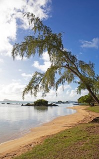Casuarina on the beach at the Indian Ocean near Calodyne, behind the island Gunner's Coin, district
