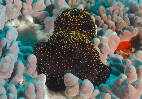 Large ice snail (Ovula ovum) with yellow dots, sea snail, on a coral structure in the sea. Dive