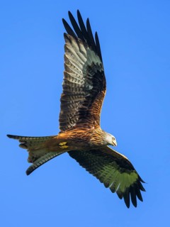 Red Kite, Milvus milvus, bird in flight
