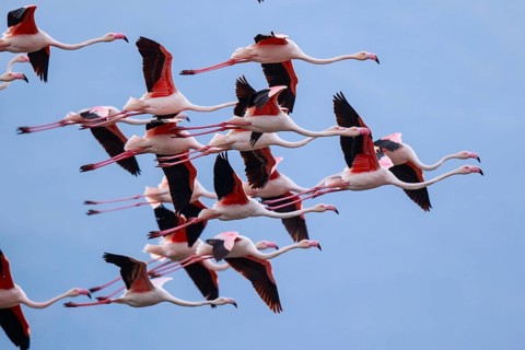 Greater Flamingo (Phoenicopterus roseus) group flying, Greece