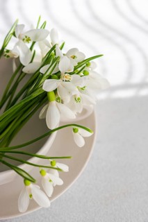 Top view of fresh spring snowdrops elegantly arranged in a white bowl on a textured surface,