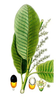Semecarpus anacardium, marrow tree, also East Indian ink tree, East Indian elephant louse tree,