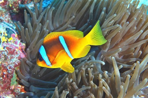 Red sea anemonefish (Amphiprion bicinctus)