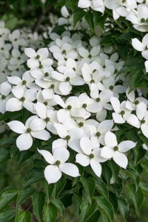 Chinese flowering dogwood (Cornus kousa var. chinensis), Home Depot, United States of America