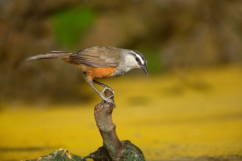 Palani Laughingthrush (Montecincla fairbanki) perched on stump, Kerala, India