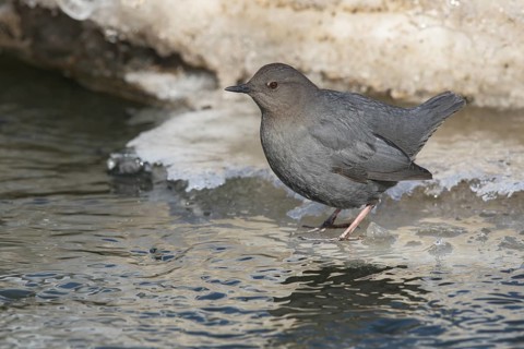 American Dipper (Cinclus mexicanus), Alaska, USA