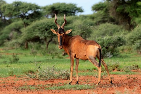Red hartebeest (Alcelaphus buselaphus caama), Kaama, adult, alert, foraging, Mokala National Park,