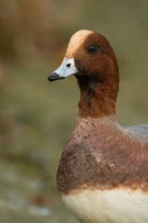 Eurasian Wigeon (Mareca penelope) male, Arizona, USA