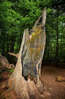 Old rotten oak tree, Primeval forest Urwald Sababurg, Hofgeismar, Weser Uplands, Weserbergland,