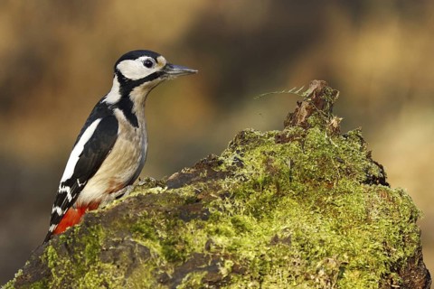 Great Spotted Woodpecker (Dendrocopos major) female, Asturias, Spain