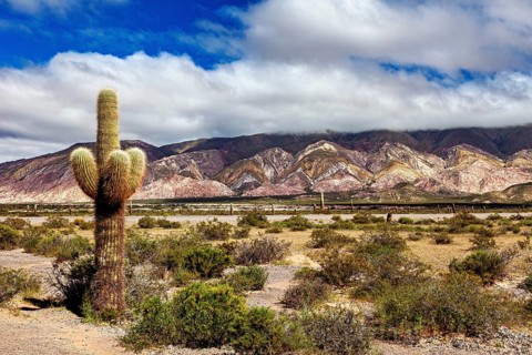 Single large cactus in a dry landscape with mountains and clouds in the background, The landscape