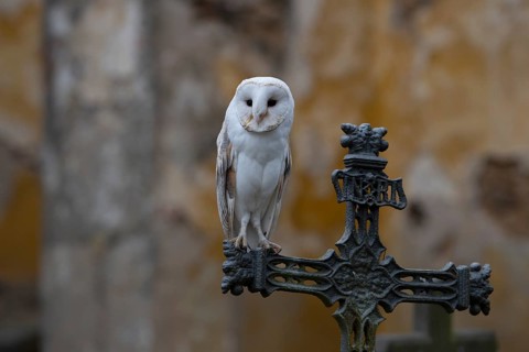 Barn owl in a cemetery, Bitburg, Rhineland-Palatinate, Germany