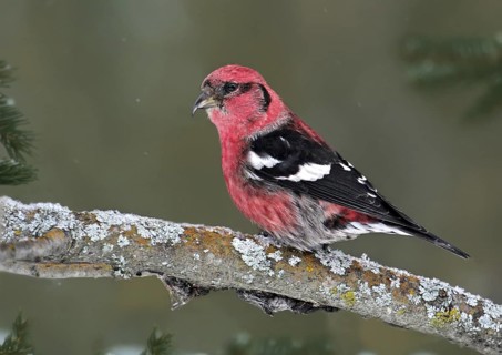 Two-barred Crossbill (Loxia leucoptera) male, Saskatchewan, Canada