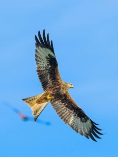 Red Kite, Milvus milvus, bird in flight
