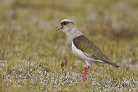 Andean Lapwing (Vanellus resplendens), Ecuador