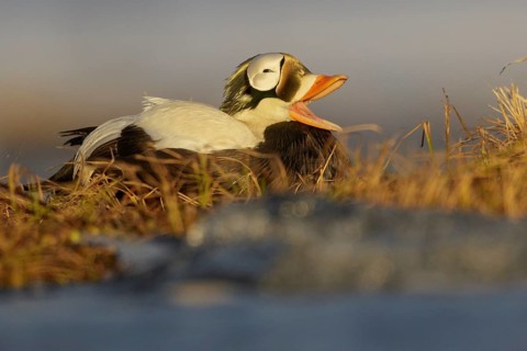 Spectacled Eider (Somateria fischeri) feeding on a small pond on the tundra in Northern Alaska